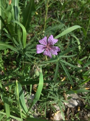 Geranium linearilobum