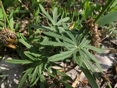 Geranium linearilobum