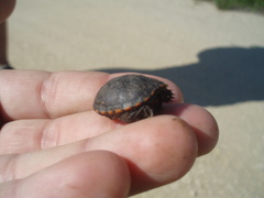 Kinosternon subrubrum