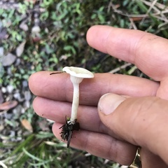 Camarophyllus impurus