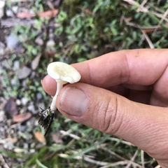 Camarophyllus impurus