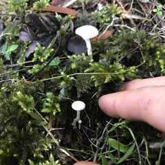 Camarophyllus impurus