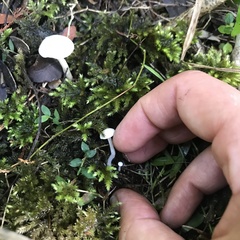 Camarophyllus impurus