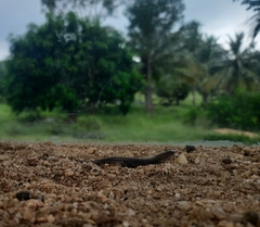 Eutropis tammanna