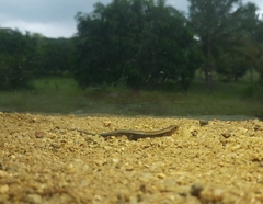 Eutropis tammanna