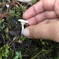 Camarophyllus impurus