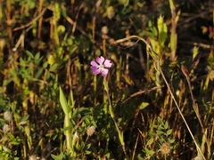 Silene conica