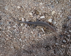 Eutropis tammanna