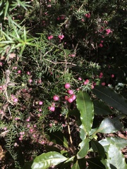 Leptecophylla oxycedrus