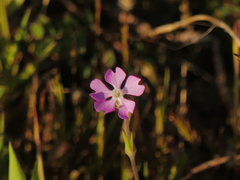 Silene conica