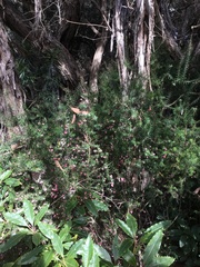 Leptecophylla oxycedrus