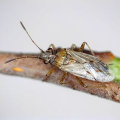 Nysius graminicola