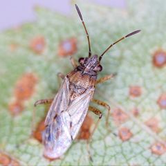 Nysius graminicola