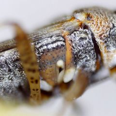 Nysius graminicola