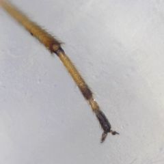 Nysius graminicola