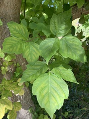 Acer negundo