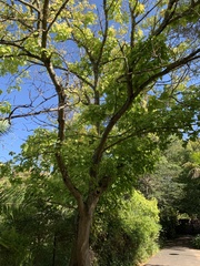 Acer negundo