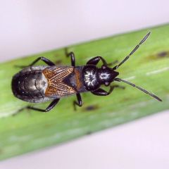 Macrodema microptera