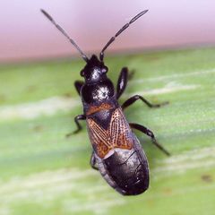 Macrodema microptera