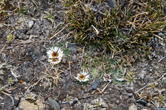 Erigeron rosulatus