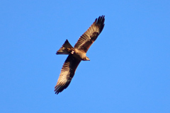 Milvus migrans