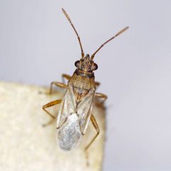 Nysius graminicola