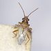 Nysius graminicola - Photo (c) Barry Walter, some rights reserved (CC BY), uploaded by Barry Walter