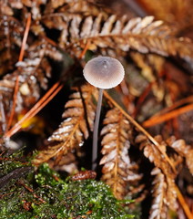 Mycena austrofilopes