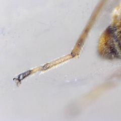 Nysius graminicola