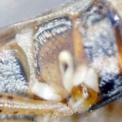 Nysius graminicola