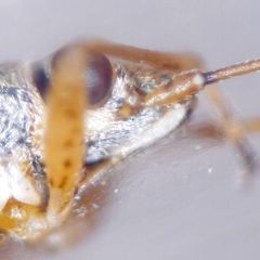 Nysius graminicola
