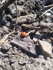Coccinella septempunctata