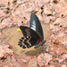Papilio agenor polymnestor - Photo 由 Shriram Bhakare 所上傳的 (c) Shriram Bhakare，保留部份權利CC BY-NC