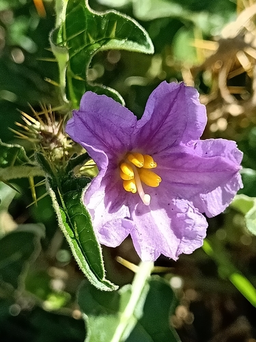 Image of Solanum cinereum by (c) Matthew Lincoln, some rights reserved (CC BY)