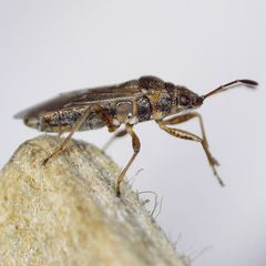 Nysius senecionis