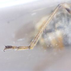 Nysius senecionis