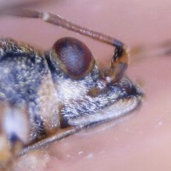 Nysius senecionis