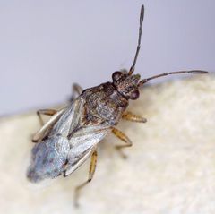 Nysius senecionis