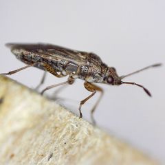 Nysius senecionis