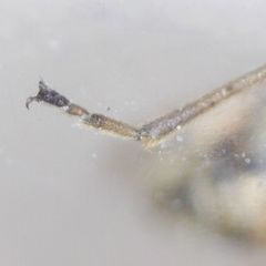 Nysius senecionis