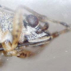 Nysius senecionis