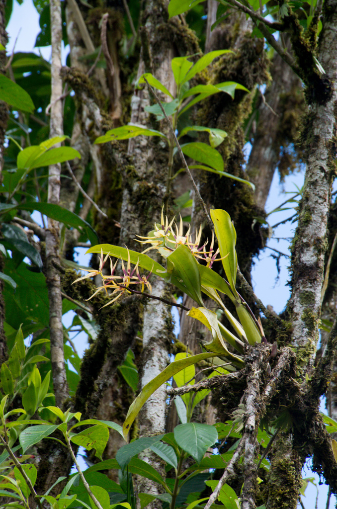 Brassia neglecta