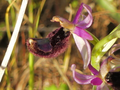 Ophrys bertolonii bertolonii