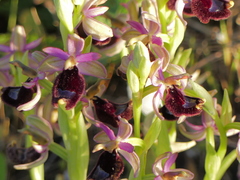 Ophrys bertolonii bertolonii