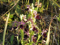 Ophrys bertolonii bertolonii