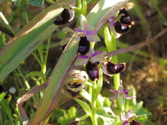 Ophrys bertolonii bertolonii