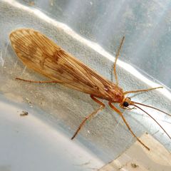 Halesus radiatus
