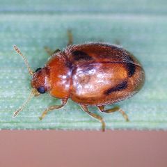 Rhyzobius litura