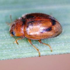 Rhyzobius litura