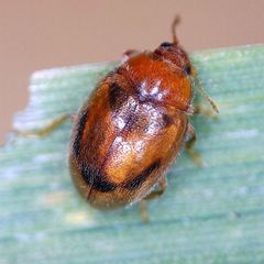 Rhyzobius litura
